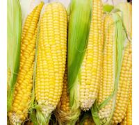 semi di mais vecchie varietà - invernali giardino esotiche da balcone da appartamento resistenti 30pcs