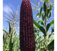 semi di mais - Zea mays, mais dolce, semi biologici di antiche varietà da balcone, sementi biologiche acquistare da orto invernale 50pcs