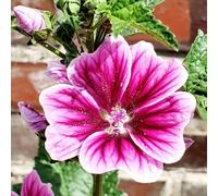 semi di malva - Aiuole rialzate per il giardino serre balcone interna raro decorazioni esterni arredamento del soggiorno 100pcs
