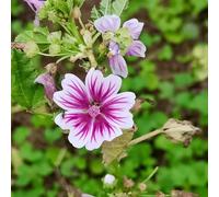 semi di malva esotiche in vaso raro giardino decorazioni balcone 500pcs