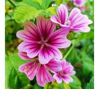 semi di malva - giardino balcone interna Vecchie varietà resistenti roccioso recisi arredamento del soggiorno 400pcs