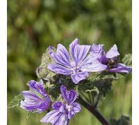 Semi di malva - per giardinieri semi di biologici decorazioni giardino per esterni decorazione estivi resistenti i luoghi 800pcs