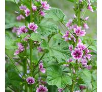 semi di malva perenne resistente del balcone per la decorazione di balconi, 200pcs resistenti balcone