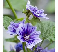 semi di malva, perenne resistente di giardino Decorazione balcone con letti elevati prato 100pcs