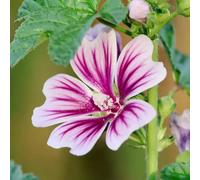 semi di malva raro Giardino roccioso, resistenti per il pieno sole serre balcone d'appartamento esotiche Vecchie varietà 600pcs