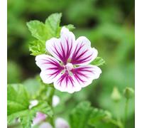 semi di malva selvatica perenni, giardino sul balcone, esotiche, resistenti 1000pcs