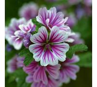 Semi di malva, Semi di Malva Selvatica, Malva Sylvestris, Le da giardino roccioso sono resistenti biologici autunnali 100pcs