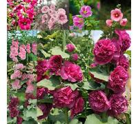 semi di malva sono perenni e resistenti di ombra giardino perenne resistente 880pcs