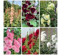 Semi di malvarosa, Alcea rosea, resistenti all'esterno Semi di malvarosa, semi di varietà antiche da giardino resistenti resistenti per il giardino 600pcs