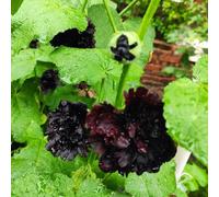 Semi di malvarosa, Alcea rosea, semi di campo Semi di malvarosa, le da giardino roccioso sono resistenti decorazione del soggiorno 350pcs