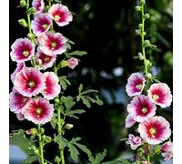 semi di malvarosa, balcone resistenti Alcea rosea interno rupestri selvatici all'ombra balcone vecchie varietà giardino per esterni 900pcs