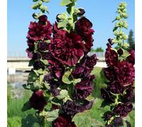 Semi di malvarosa-da appartamento-lungo periodo per un decorazione da giardino per esterni-decorazione del soggiorno regali gli amanti 300pcs