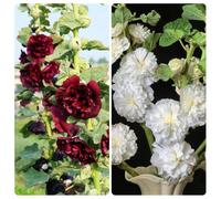 Semi di malvarosa-da appartamento-lungo periodo per un decorazione da giardino per esterni-decorazione del soggiorno vaso-350pcs