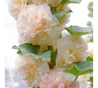 Semi di malvarosa - prati fioriti resistenti per i luoghi soleggiati vecchie varietà resistenti per giardini rocciosi semi di selvatici esotico come 25pcs