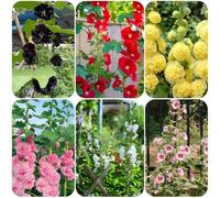 Semi di malvarosa, regali per gli amanti del giardino semi di estivi vecchie varietà farfalle da giardino roccioso resistenti 300pcs