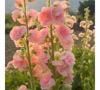 Semi di malvarosa, resistenti per il giardino Alcea rosea, malvarosa, Le sono perenni resistenti, esotiche 600pcs