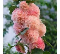 Semi di malvarosa, semi di biologici estivi arbusti giardino selvatici arbusti ti vecchie 25pcs