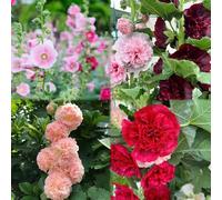 semi di malvarrosa perenne resistente - estate balcone giardino, semi coperti perenne resistente 80pcs