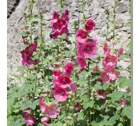 semi di malvarrosa perenne resistente - letto elevato per perenne da balcone giardino perenne resistenti giardino bonsái 250pcs