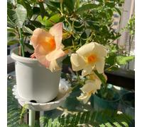 Semi di Mandevilla Dipladenia - decorazione degli interni esotici tagliati estivi selvaggi balcone selvaggi, autunno, perenne 600pcs