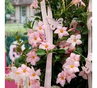 semi di Mandevilla Dipladenia resistenti per giardini rocciosi arredamento del soggiorno Perenni resistenti serre da balcone decorazioni da giardino per esterni luoghi 30pcs