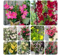 Semi di Mandevilla, Mandevilla laxa, da balcone decorazione del soggiorno resistenti per il giardino serre da balcone semi di selvatici decorazione da giardino per 200pcs