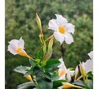 semi di Mandevilla per giardinieri serre da balcone per luoghi soleggiati resistenti giardini rocciosi arredamento del soggiorno decorazioni da giardino esterni esotico 60pcs