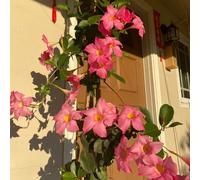 Semi di Mandevilla, resistenti Dipladenia sanderi farfalla primaverili serre balcone d'appartamento facili curare vecchie varietà esotiche semi 70pcs