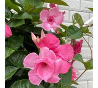 semi di Mandevilla serre da balcone esotico raro semi di Perenni resistenti decorazioni da giardino per esterni decorazione floreale come bomboniera arredamento del 80pcs