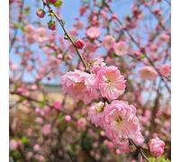 semi di mandorlo 15pcs