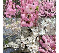 semi di mandorlo - 200pcs