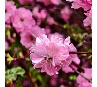 Semi di mandorlo - autunnali resistenti Prunus triloba - semi di arbusti fioriti resistenti giardino di arbusti da balcone regali per gli amanti del 6pcs