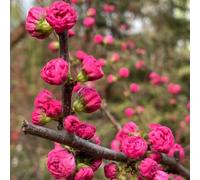 semi di mandorlo - balcone con letti elevati balcone samen semi resistenti decorazione decorativa 55pcs