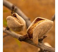 semi di mandorlo, balcone perenni resistenti esterno varietà antiche 6pcs