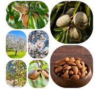 semi di mandorlo - balcone, tappezzante perenni resistenti, balcone d'appartamento, all'esterno 10pcs