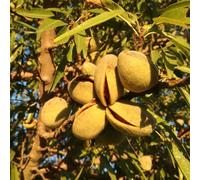 semi di mandorlo, biologici varietà antiche, balcone resistente 5pcs