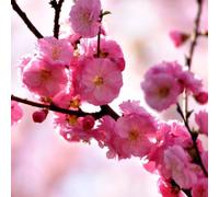 Semi di mandorlo - da balcone Prunus triloba - arbusti fioriti resistenti vecchie varietà giardino di arbusti regali da giardino per le donne da giardino roccioso 5pcs