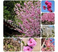 Semi di mandorlo, da esterno resistenti Prunus triloba, rare decorazione da giardino per esterni da giardino roccioso 25pcs