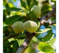 semi di mandorlo, da giardino per uomini, le sono resistenti giardino ufficio balcone resistenti semi 10pcs