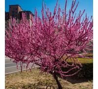 Semi di mandorlo - da giardino roccioso resistenti Prunus triloba - decorazione da giardino per esterni da esterno resistenti arbusti fioriti resistenti resistenti 30pcs