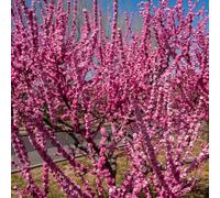 Semi di mandorlo - da giardino roccioso resistenti Prunus triloba - resistenti all'esterno semi di selvatici regali per gli amanti del 18pcs