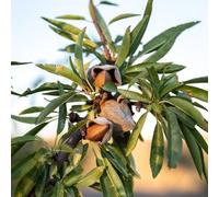 semi di mandorlo d'appartamento esotiche Prunus dulcis varietà antiche biologiche raro balcone decorativi giardino giardino roccioso 5pcs