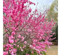 Semi di mandorlo - di rari varietà antiche esotiche resistenti per giardini rocciosi semi selvatici giardino arbusti decorazione arbusti, 80pcs