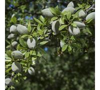 semi di mandorlo, esotiche, giardino balcone, perenni resistenti 20pcs