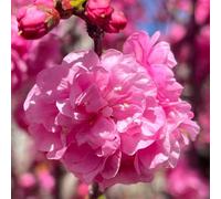 Semi di mandorlo, esotiche Prunus triloba, autunnali resistenti vecchie varietà da giardino roccioso resistenti rare resistenti 8pcs