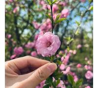 Semi di mandorlo - esotiche Prunus triloba - per luoghi soleggiati arbusti fioriti resistenti autunnali resistenti semi di regali per gli amanti del 6pcs