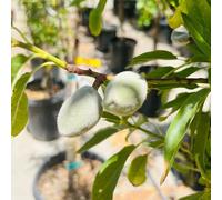 semi di mandorlo - esterno esotiche giardino perenni resistenti balcone varietà antiche serre 20pcs