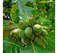 semi di mandorlo, giardino, perenni resistenti 15pcs