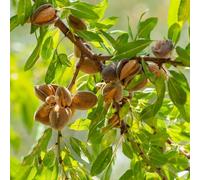 semi di mandorlo interna Prunus dulcis balcone resistenti, adatte al pieno sole, resistente arredamento del soggiorno giardino 10pcs