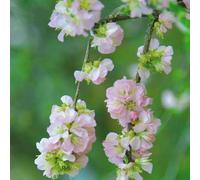 Semi di mandorlo, Prunus triloba, resistenti per il giardino rare da balcone decorazione da giardino per esterni vecchie varietà 8pcs